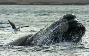 ballena-etiquetada-con-fibra-de-carbono